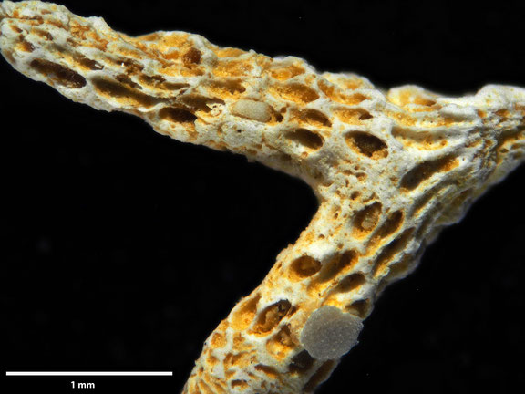 Bryozoa Art: Meliceritella verticillata d'Orbigny, 1853 aus Bryozoen Sammlung Senckenberg Frankfurt,