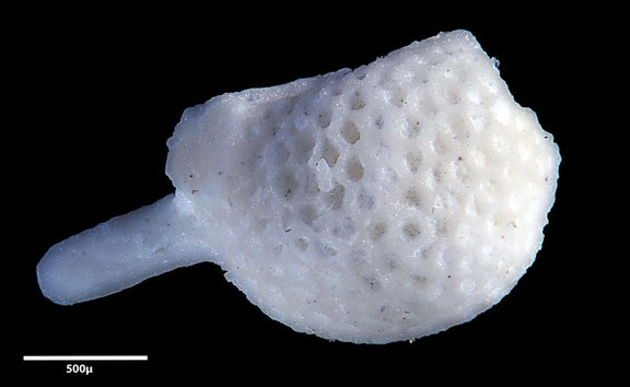 Senckenberg, Bryozoa, Bryozoen, Moostierchen, Sammlung Voigt
