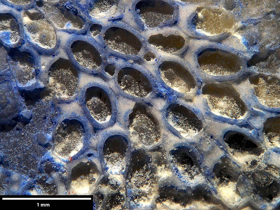 Bryozoa Art: Membranipora lutriana Brydone 1929 aus Bryozoen Sammlung Senckenberg Frankfurt
