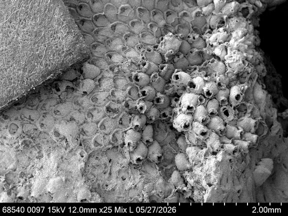 Bryozoa Art: Exochella pusilla von Hagenow aus Bryozoen Sammlung Senckenberg Frankfurt,  