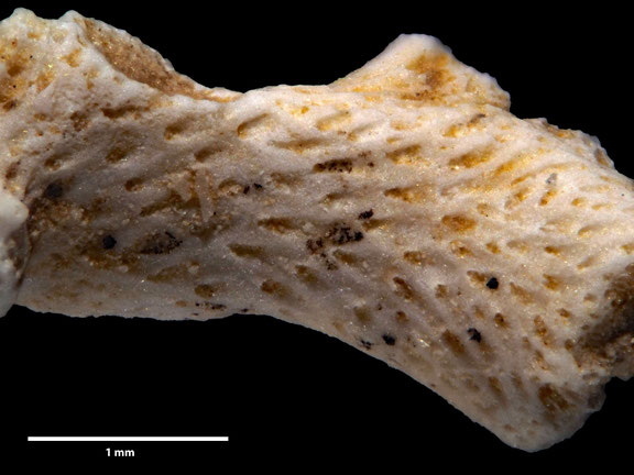 Bryozoa, Art: Osculipora alternata d'Orbigny aus Voigt Sammlung Senckenberg Frankfurt