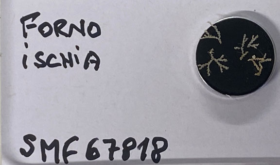 Senckenberg, Bryozoa, Bryozoen, Moostierchen, Sammlung Voigt