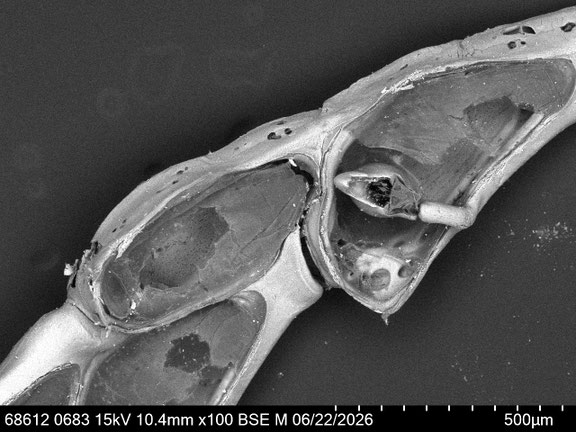 Bryozoa Art: Synnotum aegyptiacum (Audouin 1826) aus Bryozoen Sammlung Senckenberg Frankfurt