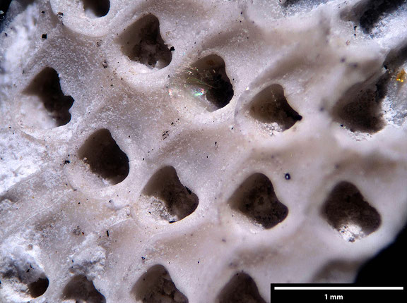 Bryozoa Art: Onychocella roborata Brydone 1936 aus Bryozoen Sammlung Senckenberg Frankfurt