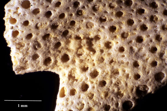 Bryozoa Art: Foricula filicosa Brydone aus Bryozoen Sammlung Senckenberg Frankfurt,  CC BY:  Dr. Rainer Teubner
