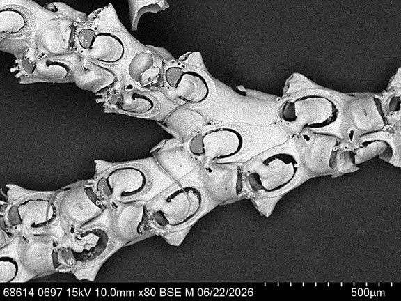 Bryozoa Art: Paralicornia sinuosa Canu & Bassler 1927 aus Bryozoen Sammlung Senckenberg Frankfurt