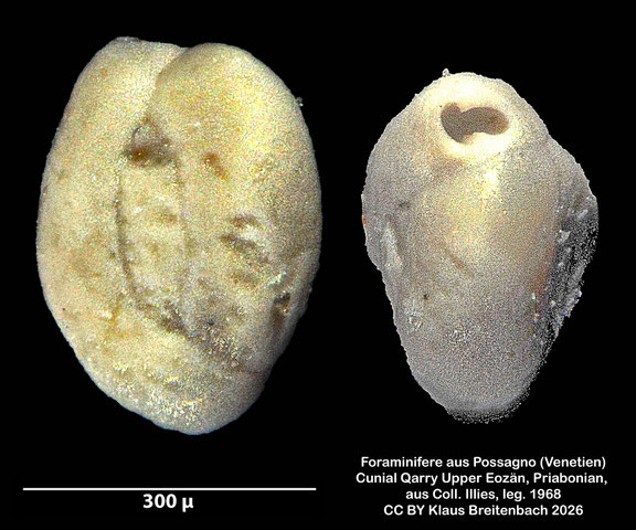 Quinqueloculina d'Orbigny, 1826 aus Possagno, Venetien, Italien; Priabonian; CC BY: Klaus Breitenbach
