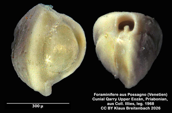 Quinqueloculina d'Orbigny, 1826 aus Possagno, Venetien, Italien; Priabonian; CC BY: Klaus Breitenbach