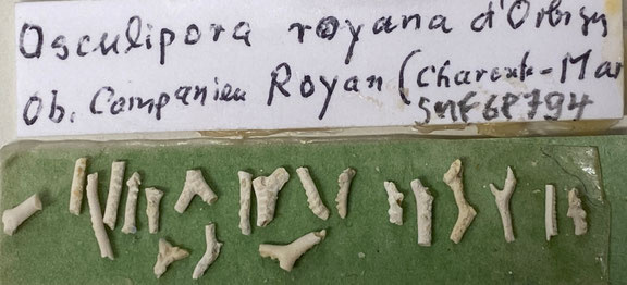 Senckenberg, Bryozoa, Bryozoen, Moostierchen, Sammlung Voigt