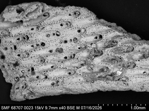 Bryozoa Art: Adeona odontoti Martha & Scholz 2025 aus Bryozoen Sammlung Senckenberg Frankfurt