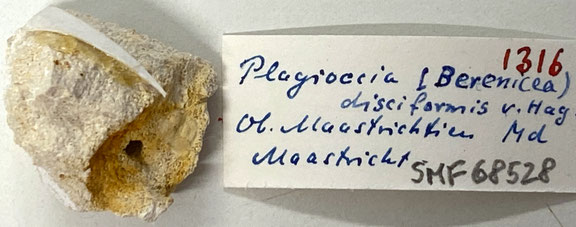 Senckenberg, Bryozoa, Bryozoen, Moostierchen, Sammlung Voigt