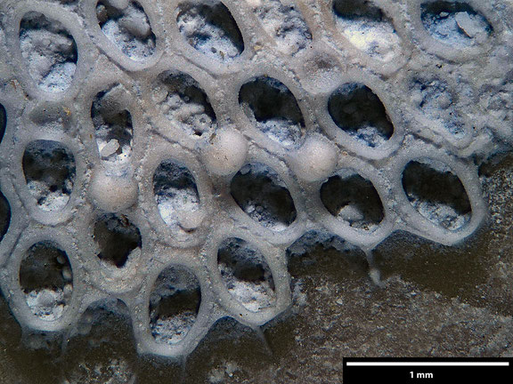 Bryozoa Art: Membranipora caminus Brydone 1929 aus Bryozoen Sammlung Senckenberg Frankfurt