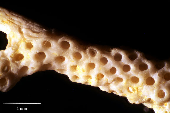 Bryozoa Art: Pithodella cincta Marsson 1887 aus Bryozoen Sammlung Senckenberg Frankfurt,  CC BY:  Dr. Rainer Teubner