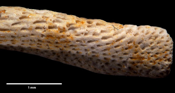 Bryozoa Art: Truncatulipora tetragona Michelin aus Bryozoen Sammlung Senckenberg Frankfurt
