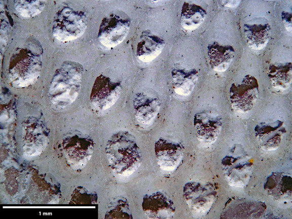 Bryozoa Art: Semieschara labiatula Brydone aus Bryozoen Sammlung Senckenberg Frankfurt,