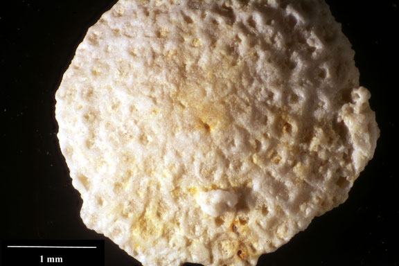 Bryozoa Art: Lunulites saltholmensis Berthelsen 1962 aus Bryozoen Sammlung Senckenberg Frankfurt,  CC BY:  Dr. Rainer Teubner 