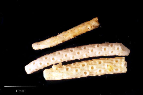 Bryozoa Art: Dimorphostylus tetrastichus Voigt 1928 aus Bryozoen Sammlung Senckenberg Frankfurt, CC BY: Dr. Rainer Teubner