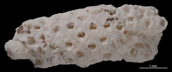 Senckenberg, Bryozoa, Bryozoen, Moostierchen, Sammlung Voigt
