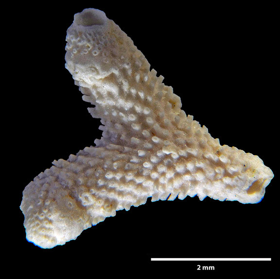 Bryozoa Art: Cavaria pustulosa (von Hagenow 1851) aus Bryozoen Sammlung Senckenberg Frankfurt