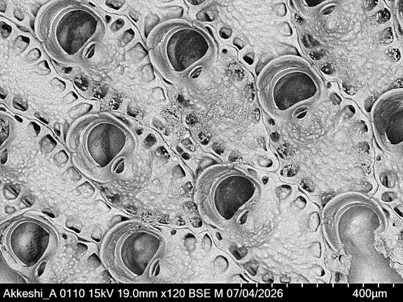Bryozoa Art: Porella acutirostris Smitt 1868 aus Bryozoen Sammlung Senckenberg Frankfurt