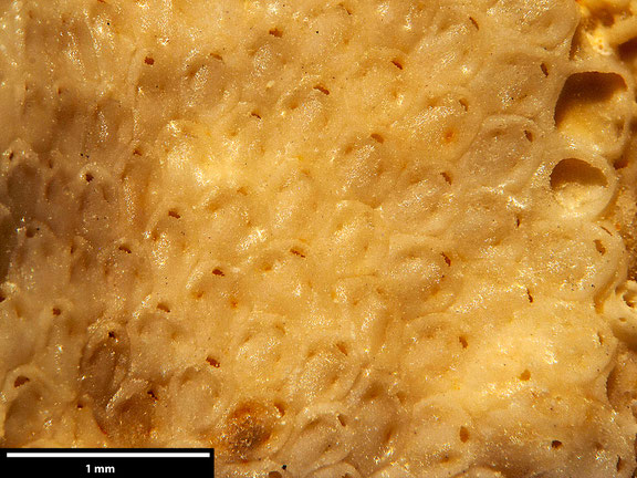 Bryozoa Art: Micropora hennigiana Berthelsen 1962 aus Bryozoen Sammlung Senckenberg Frankfurt