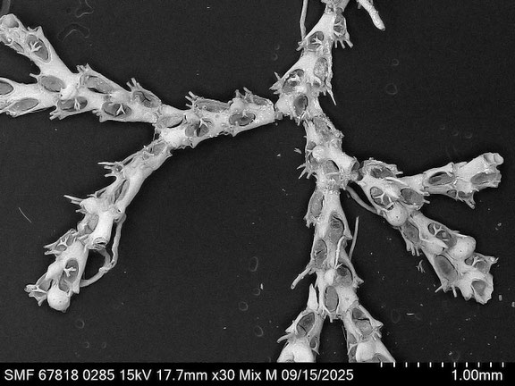 Bryozoa Art: Cradoscrupocellaria bertholletii (Audouin 1826) aus Bryozoen Sammlung Senckenberg Frankfurt