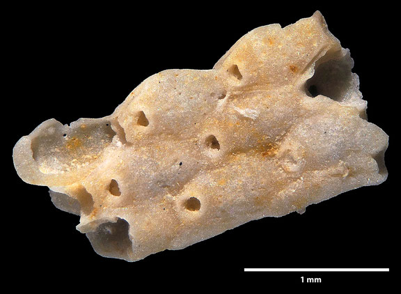 Bryozoa Art: Micropora exsculpta (Marsson 1887) aus Bryozoen Sammlung Senckenberg Frankfurt