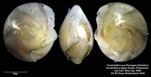Amphistegina d'Orbigny, 1826 aus Possagno, Venetien, Italien; Priabonian; CC BY: Klaus Breitenbach