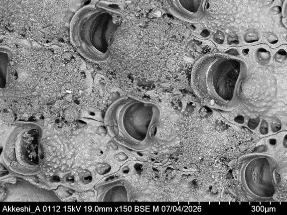 Bryozoa Art: Porella acutirostris Smitt 1868 aus Bryozoen Sammlung Senckenberg Frankfurt