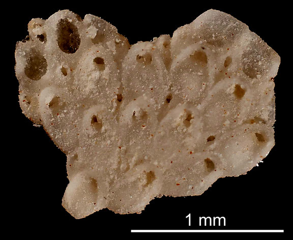 Bryozoa Art: Aechmella schmitti Voigt 1930 aus Bryozoen Sammlung Senckenberg Frankfurt,  CC BY: Michael Sondermann 