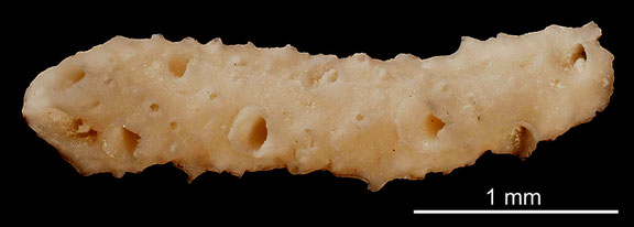 Bryozoa Art: Porina insignis Marsson aus Bryozoen Sammlung Senckenberg Frankfurt,  CC BY: Michael Sondermann 