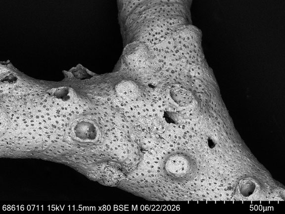 Bryozoa Art: cf. Tervia sp. (Jullien 1882) aus Bryozoen Sammlung Senckenberg Frankfurt
