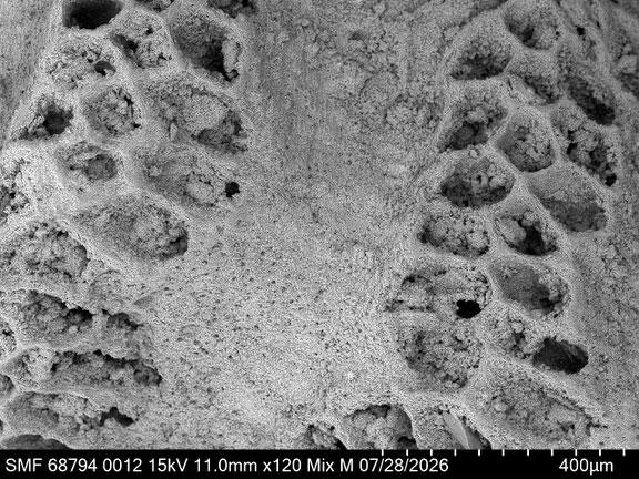Bryozoa Art: Osculipora royana d'Orbigny 1854 aus Bryozoen Sammlung Senckenberg Frankfurt