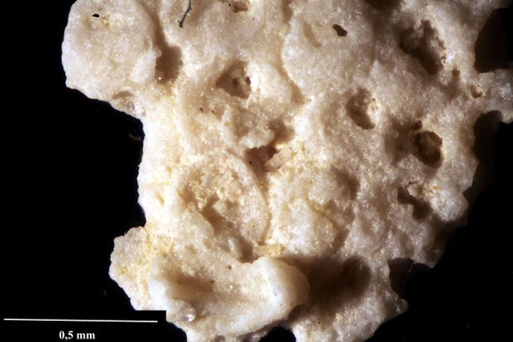 Bryozoa Art: Vibracella (Vibracella) pozaryskae Voigt 1964 aus Bryozoen Sammlung Senckenberg Frankfurt,  CC BY:  Dr. Rainer Teubner 
