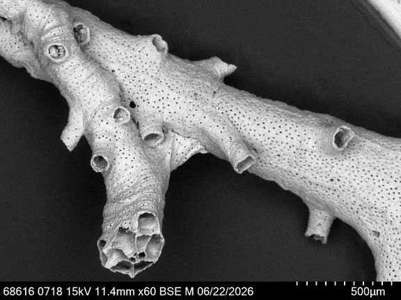 Bryozoa Art: cf. Tervia sp. (Jullien 1882) aus Bryozoen Sammlung Senckenberg Frankfurt