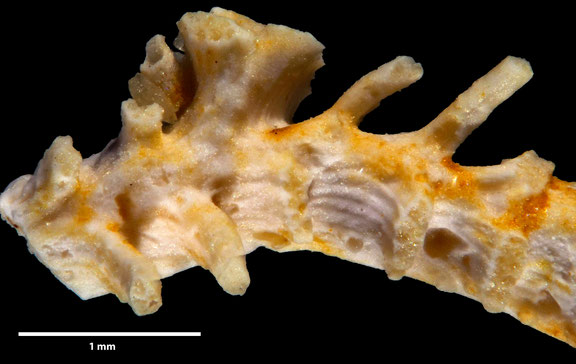 Bryozoa Art: Truncatulipora subpinnata d´Orbigny aus Bryozoen Sammlung Senckenberg Frankfurt