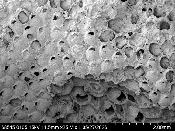 Bryozoa Art: Aechmella biconvexa Brydone aus Bryozoen Sammlung Senckenberg Frankfurt