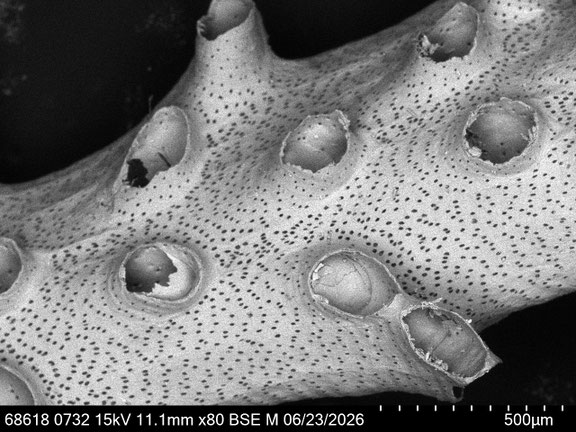 Bild 2 Bryozoa Art: cf. Exidmonea sp. (DAVID, MONGEREAU & POUYET 1972) aus Bryozoen Sammlung Senckenberg Frankfurt