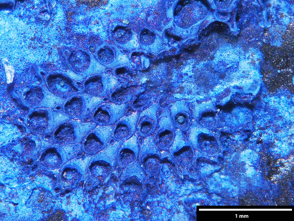 Bryozoa Art: Callopora j. boehmi Voigt, 1924 aus Bryozoen Sammlung Senckenberg Frankfurt