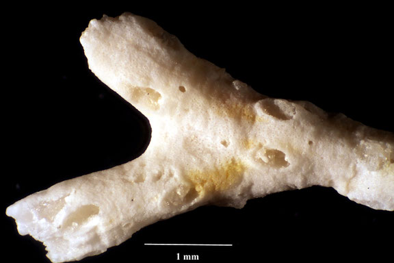 Bryozoa Art: Mecynoecia proboscidea (Milne Edwards 1838) aus Bryozoen Sammlung Senckenberg Frankfurt,  CC BY:  Dr. Rainer Teubner 