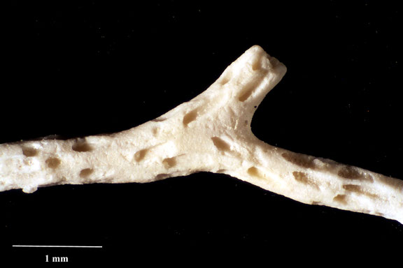 Bryozoa Art: Mecynoecia benedeniana (von Hagenow 1851) aus Bryozoen Sammlung Senckenberg Frankfurt,  CC BY:  Dr. Rainer Teubner 