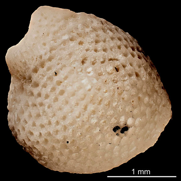 Bryozoa Art: Cerioporella gutta (Voigt 1925) aus Bryozoen Sammlung Senckenberg Frankfurt,  CC BY: Michael Sondermann