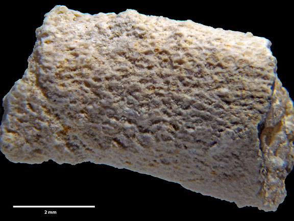 Bryozoa Art: Dysnoetopora celleporoides Canu & Bassler 1926 aus Bryozoen Sammlung Senckenberg Frankfurt