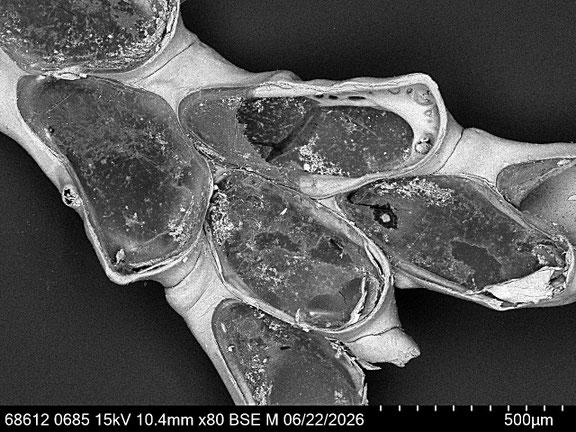 Bryozoa Art: Synnotum aegyptiacum (Audouin 1826) aus Bryozoen Sammlung Senckenberg Frankfurt