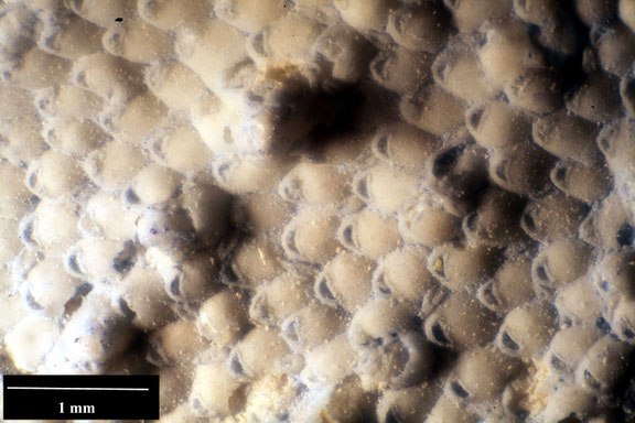 Bryozoa Art: Aechmella anglica (Brydone 1909) aus Bryozoen Sammlung Senckenberg Frankfurt,  CC BY:  Dr. Rainer Teubner