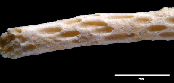 Senckenberg, Bryozoa, Bryozoen, Moostierchen, Sammlung Voigt