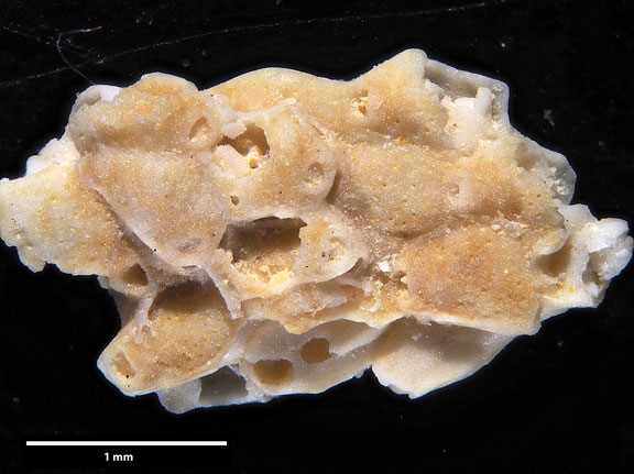 Bryozoa Art: Micropora exsculpta (Marsson 1887) aus Bryozoen Sammlung Senckenberg Frankfurt