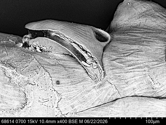 Bryozoa Art: Paralicornia sinuosa Canu & Bassler 1927 aus Bryozoen Sammlung Senckenberg Frankfurt