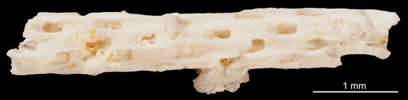 Bryozoa Art: Vincularia grania Brydone 1930 aus Bryozoen Sammlung Senckenberg Frankfurt,  CC BY: Michael Sondermann 