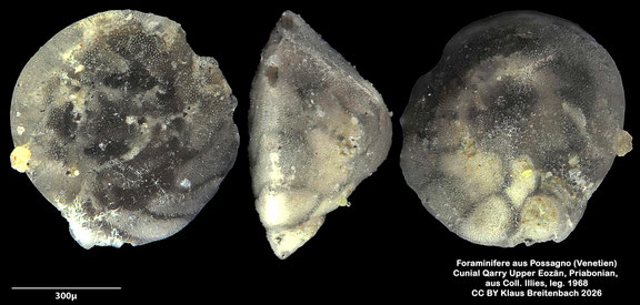 cf. Cibicides Montfort, 1808 aus Possagno, Venetien, Italien; Priabonian; CC BY: Klaus Breitenbach